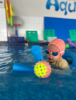 Picture of Dolphins Swimming Class