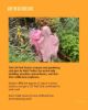 Picture of Cili Padi Club - Plant Discovery