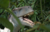 Picture of Jurassic Research Center @ Wet World Pedas